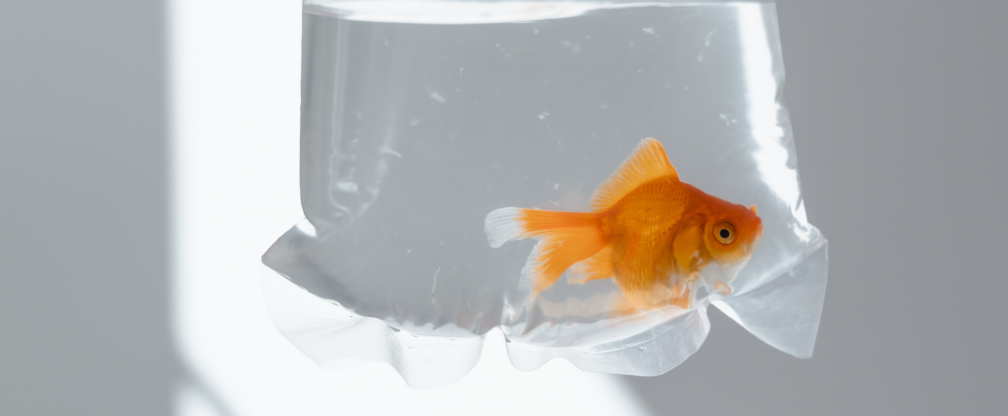 Photo by MART PRODUCTION from Pexels: https://www.pexels.com/photo/a-goldfish-in-a-plastic-bag-8434694/